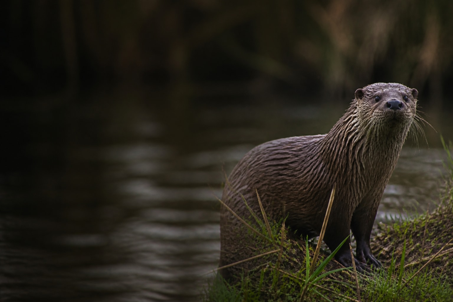 Otter (Lutra lutra) in the wild — Catch'Um species field guide