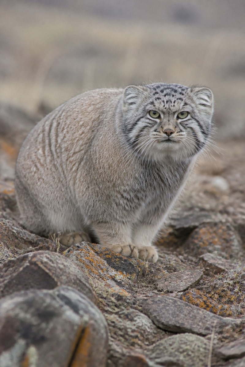 Pallas's Cat (Otocolobus manul)