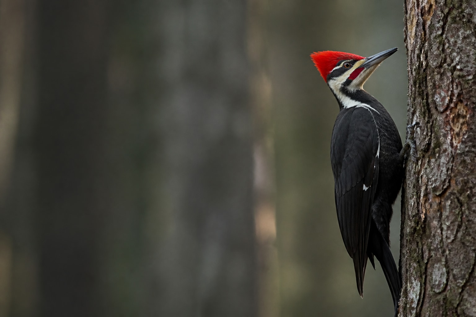 Pileated Woodpecker (Dryocopus pileatus) in the wild — Catch'Um species field guide