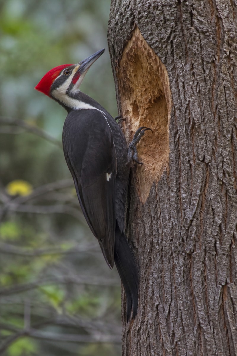 Pileated Woodpecker (Dryocopus pileatus) wildlife photograph