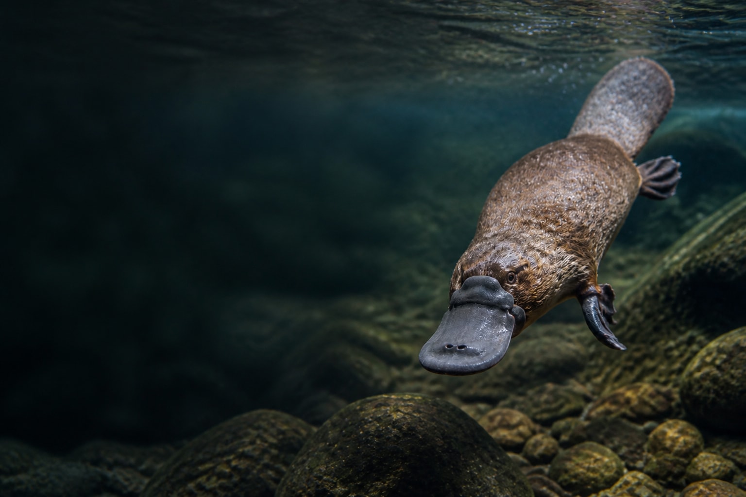 Platypus (Ornithorhynchus anatinus) in the wild — Catch'Um species field guide