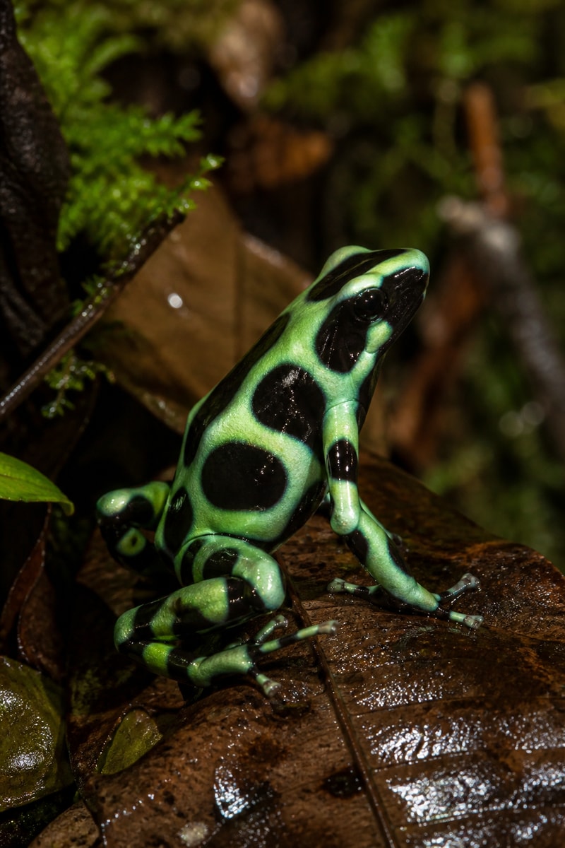 Poison Dart Frog (Dendrobates auratus)
