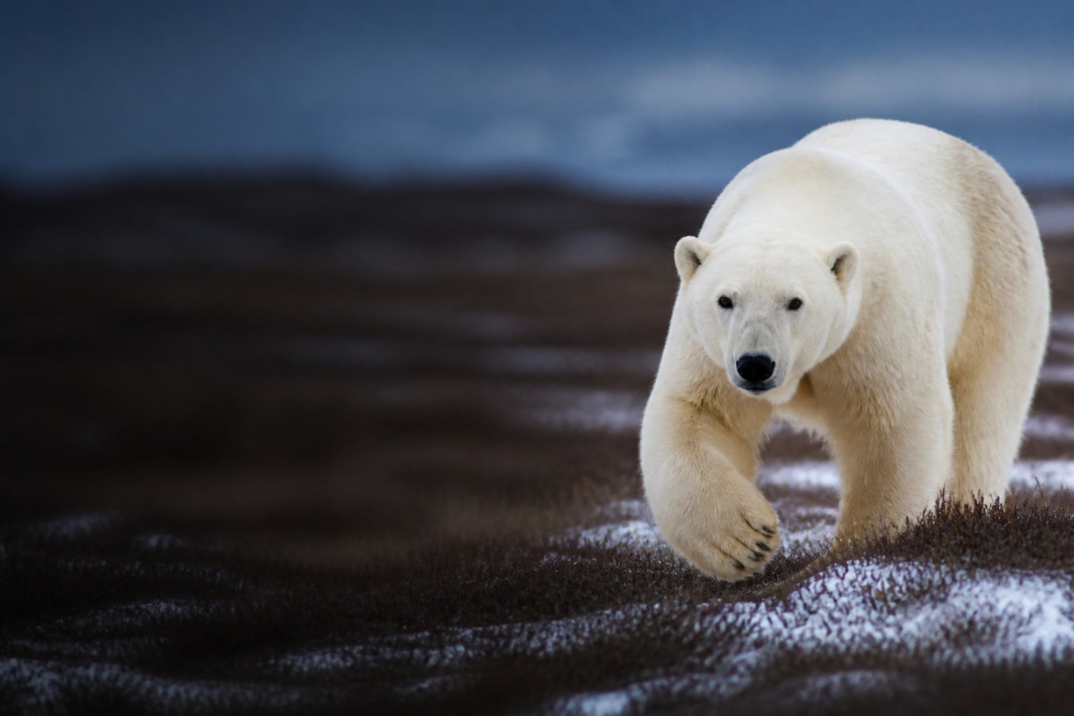 Polar Bear in Canada — Catch'Um destination guide