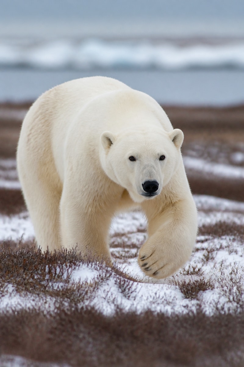 Polar Bear (Ursus maritimus)