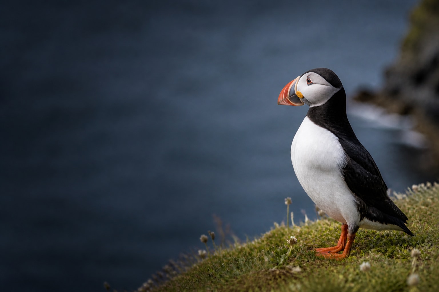 Puffin (Fratercula arctica) in the wild — Catch'Um species field guide