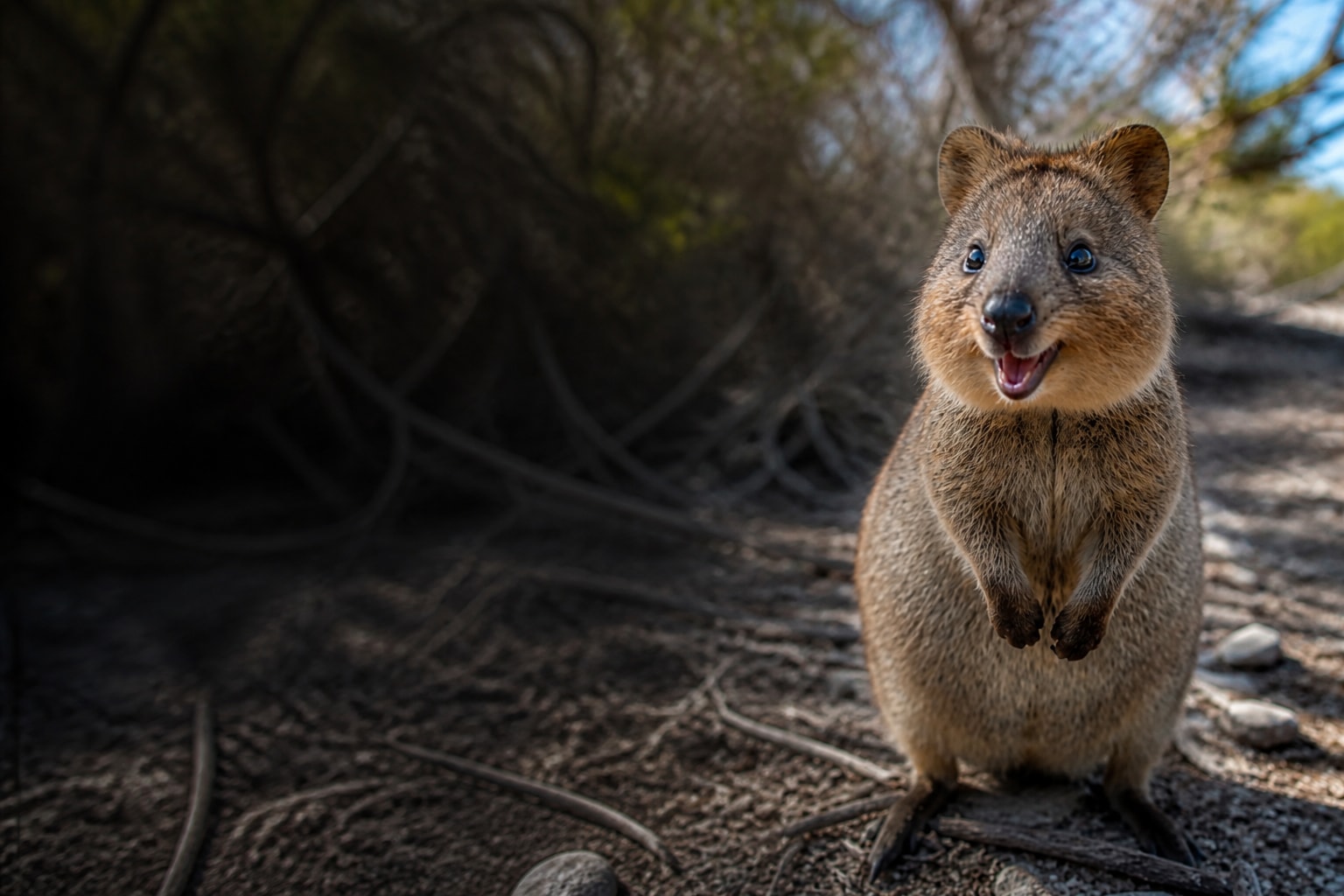 Quokka (Setonix brachyurus) in the wild — Catch'Um species field guide