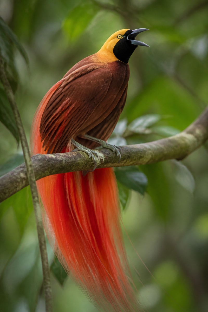 Raggiana Bird-of-Paradise (Paradisaea raggiana)