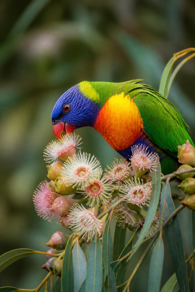 Rainbow Lorikeet (Trichoglossus moluccanus) wildlife photograph