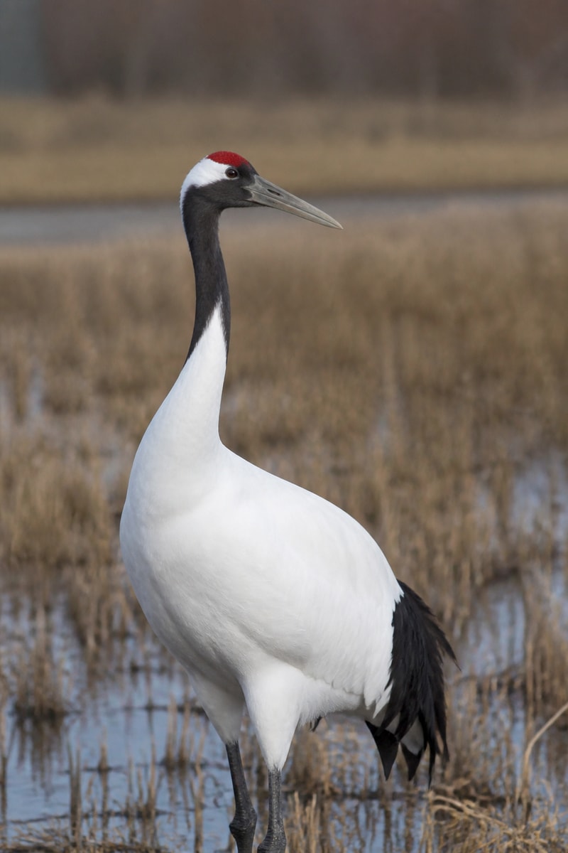 Red-crowned Crane (Grus japonensis)