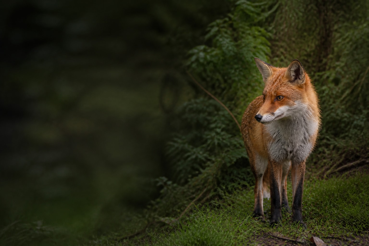 Red Fox in United Kingdom — Catch'Um destination guide