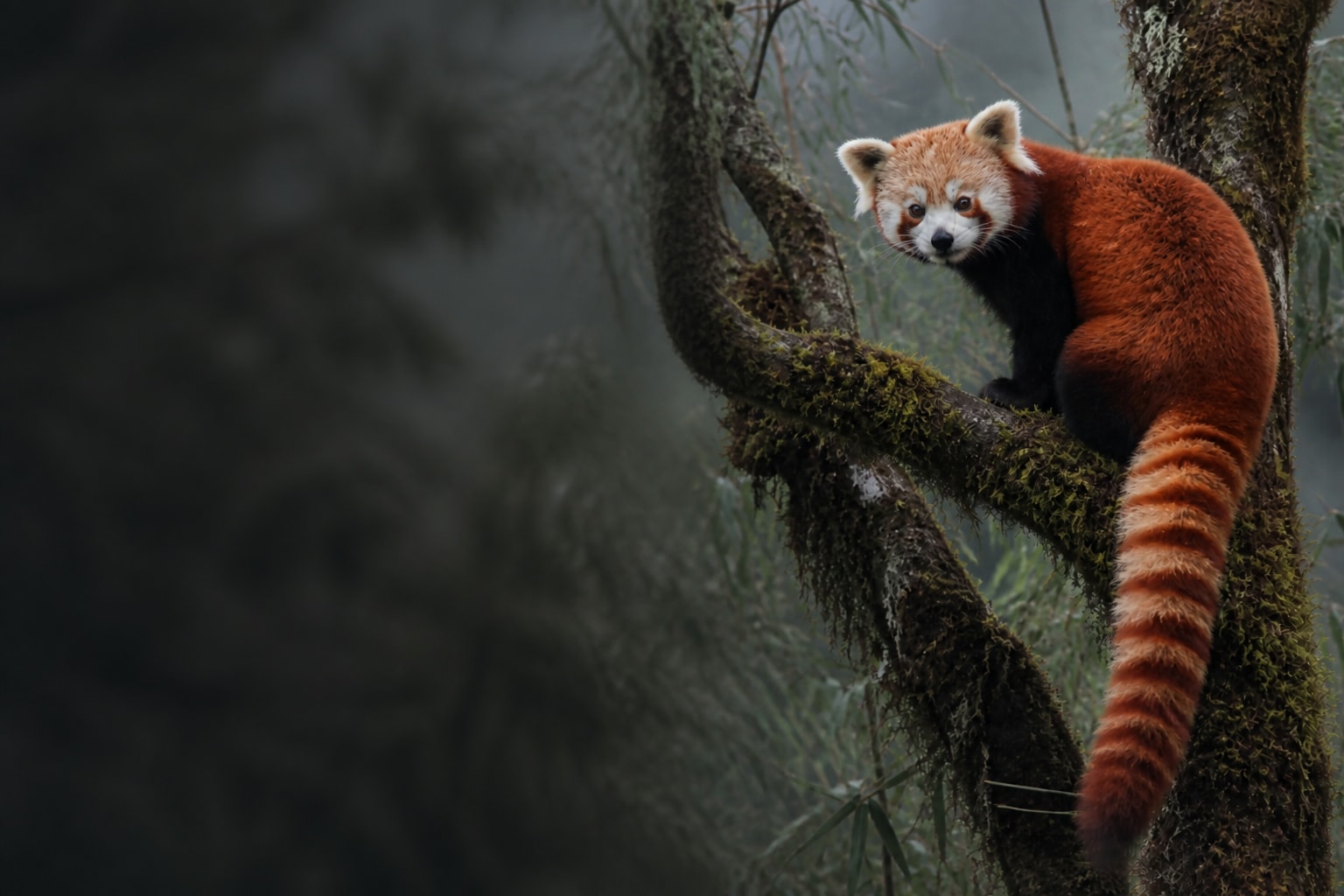 Red Panda (Ailurus fulgens) in the wild — Catch'Um species field guide
