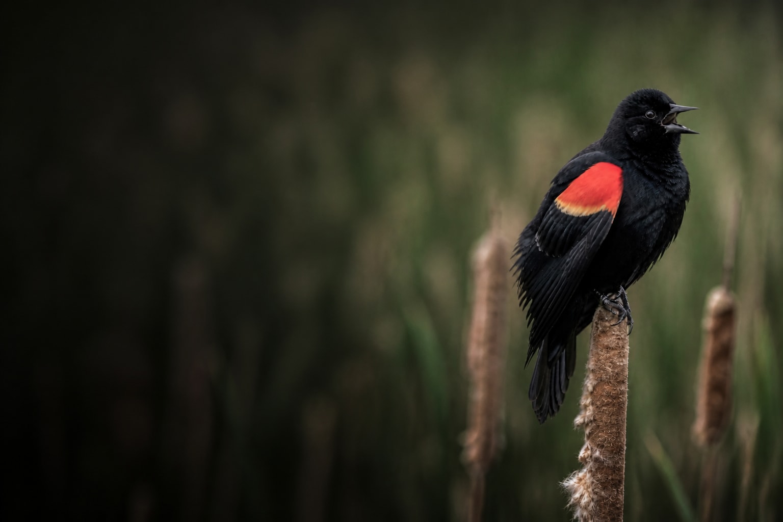 Red-winged Blackbird (Agelaius phoeniceus) in the wild — Catch'Um species field guide