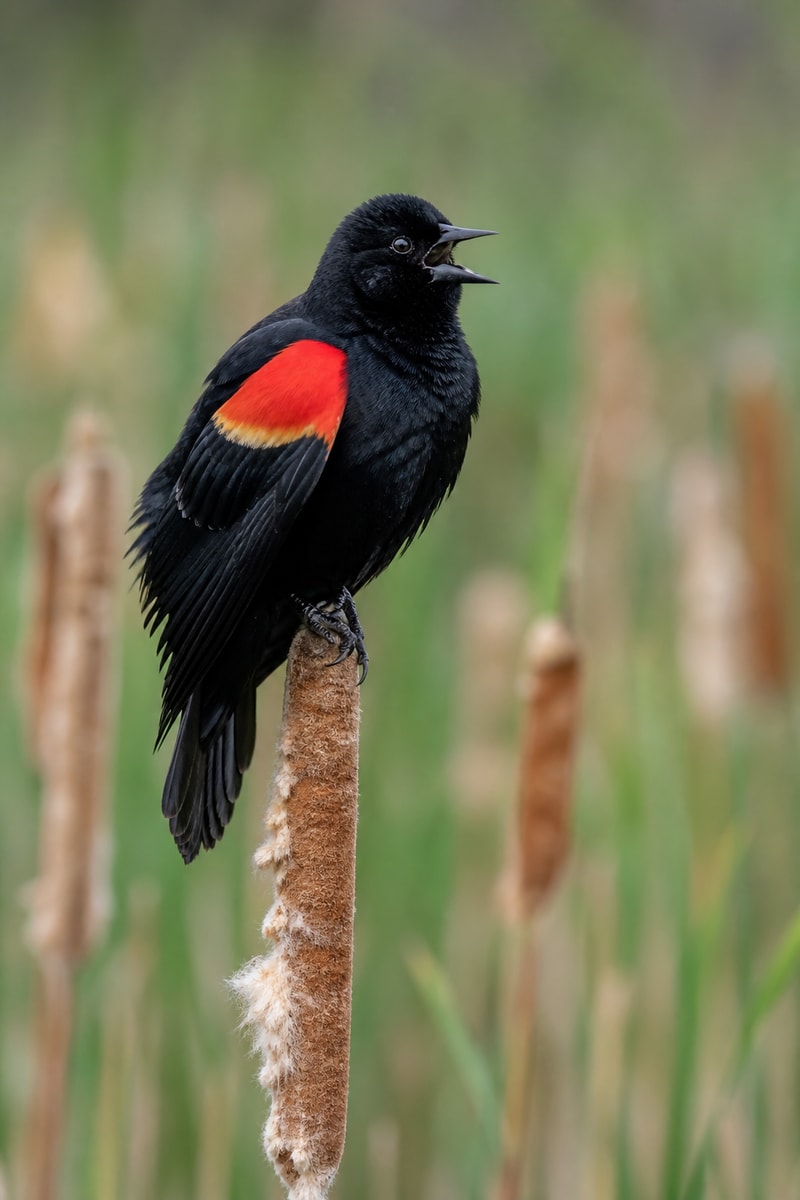 Red-winged Blackbird (Agelaius phoeniceus)