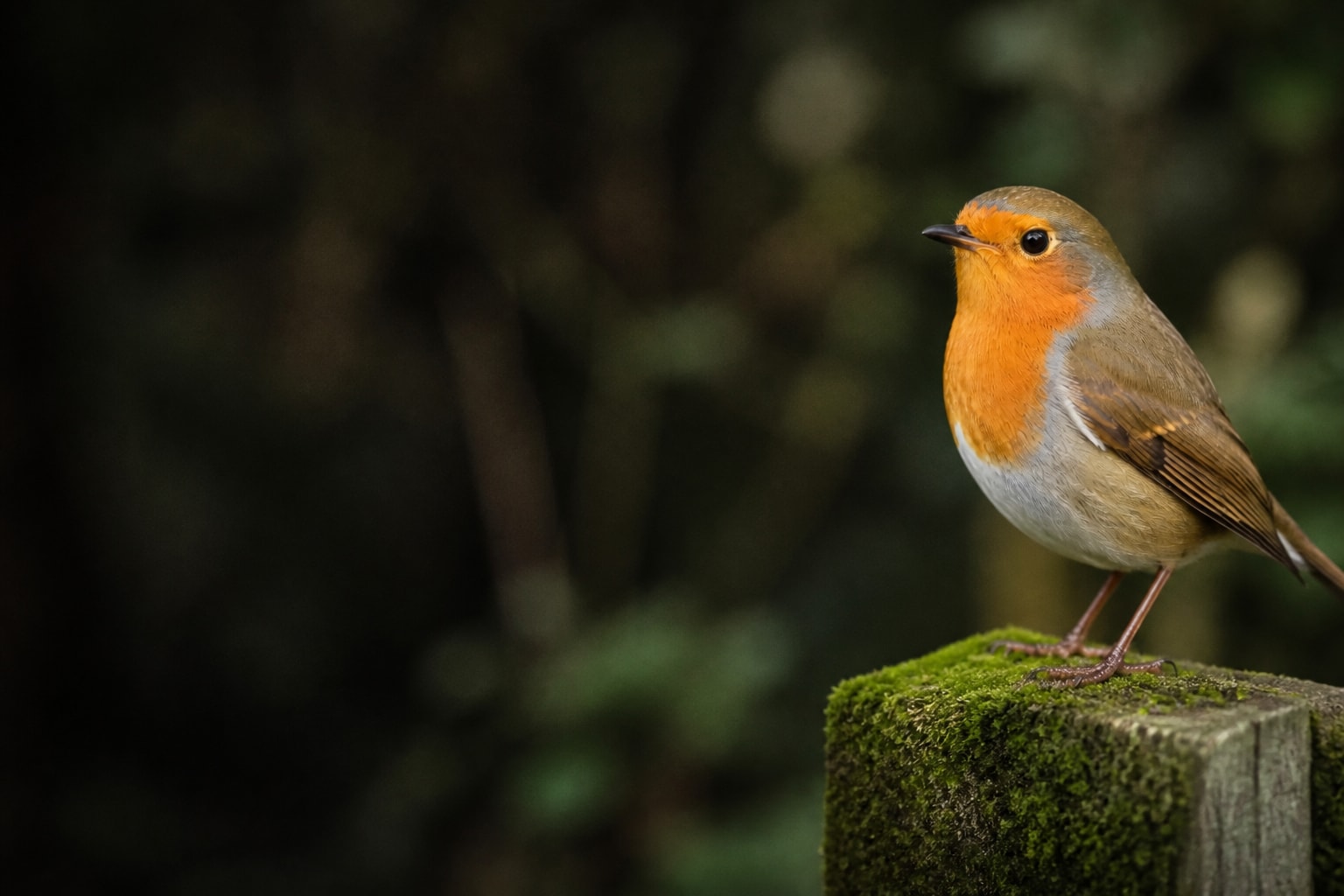 Robin (Erithacus rubecula) in the wild — Catch'Um species field guide
