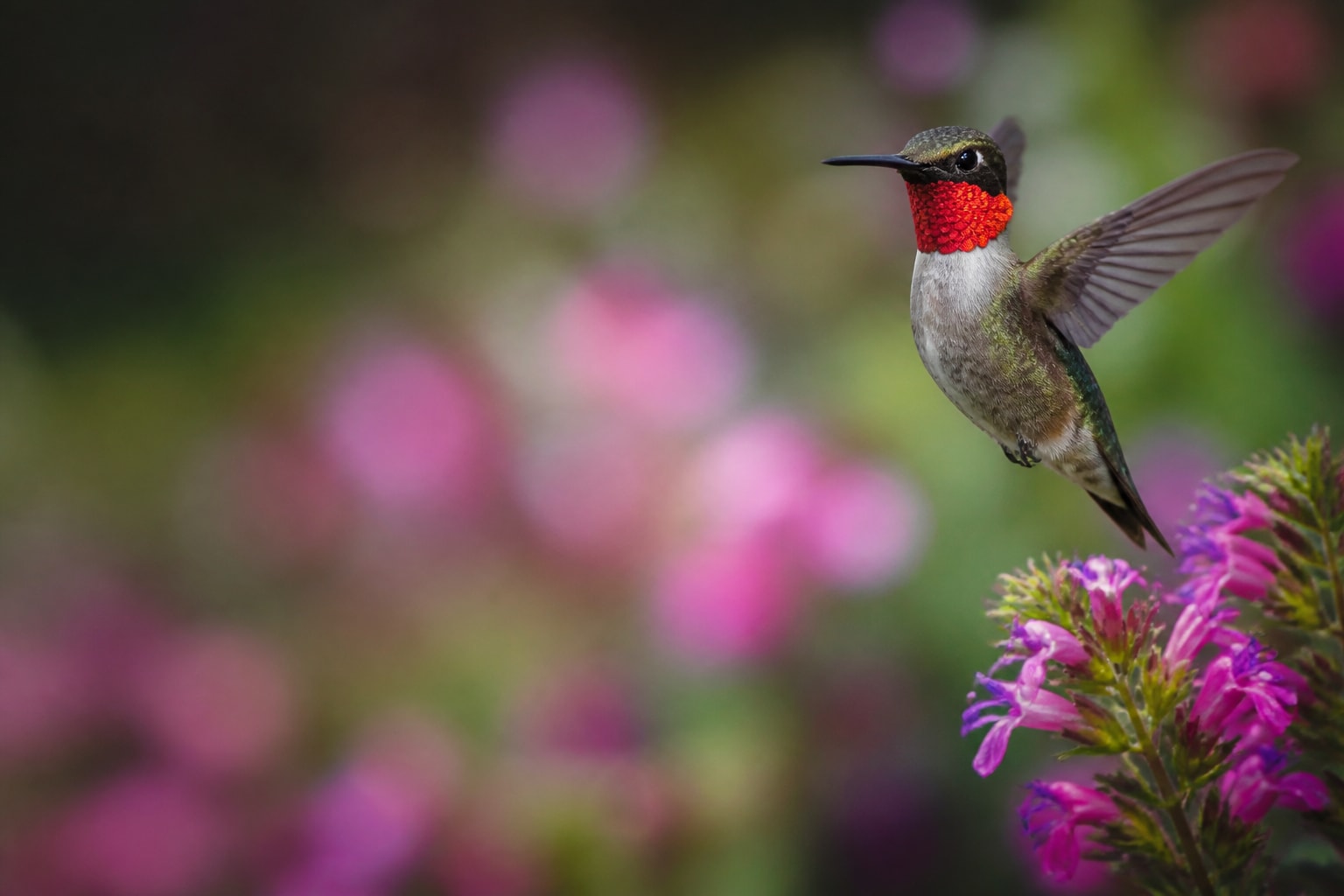Ruby-throated Hummingbird (Archilochus colubris) in the wild — Catch'Um species field guide