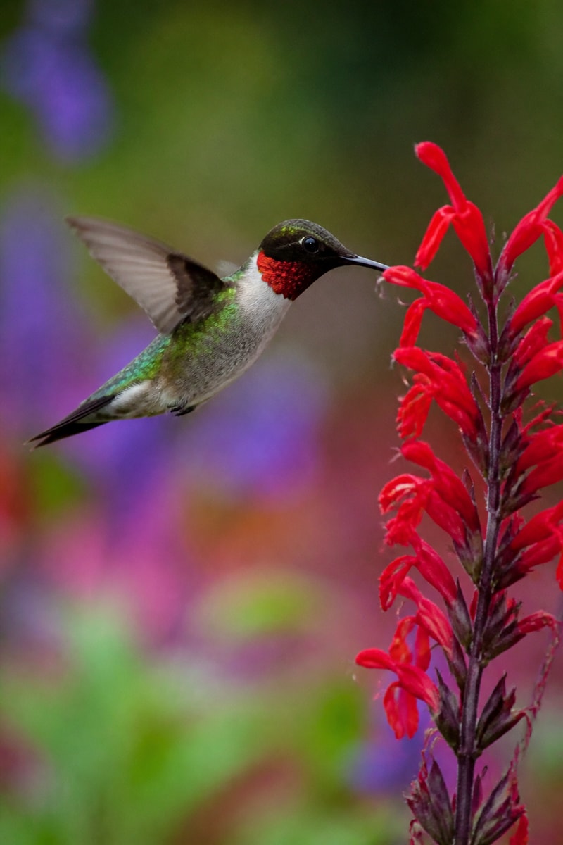 Ruby-throated Hummingbird (Archilochus colubris) wildlife photograph