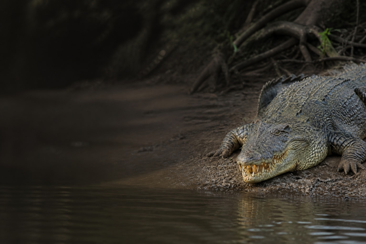 Saltwater Crocodile (Crocodylus porosus) in the wild — Catch'Um species field guide