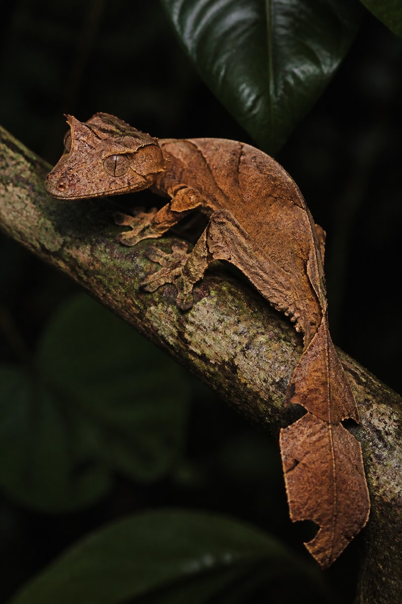 Satanic Leaf-tailed Gecko (Uroplatus phantasticus)