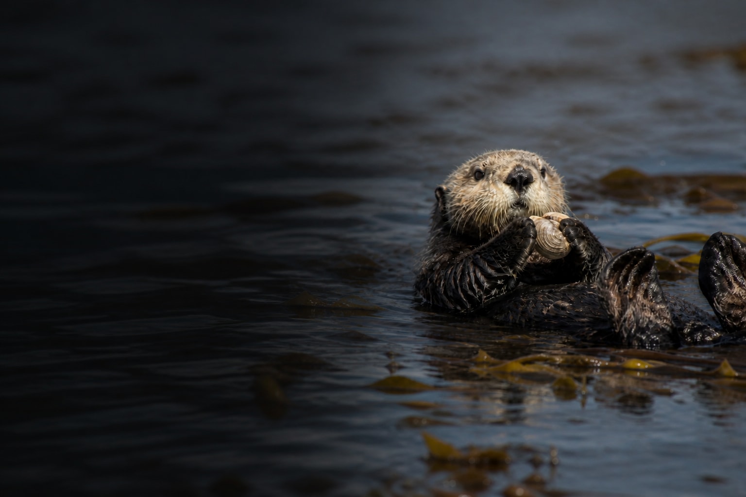Sea Otter (Enhydra lutris) in the wild — Catch'Um species field guide