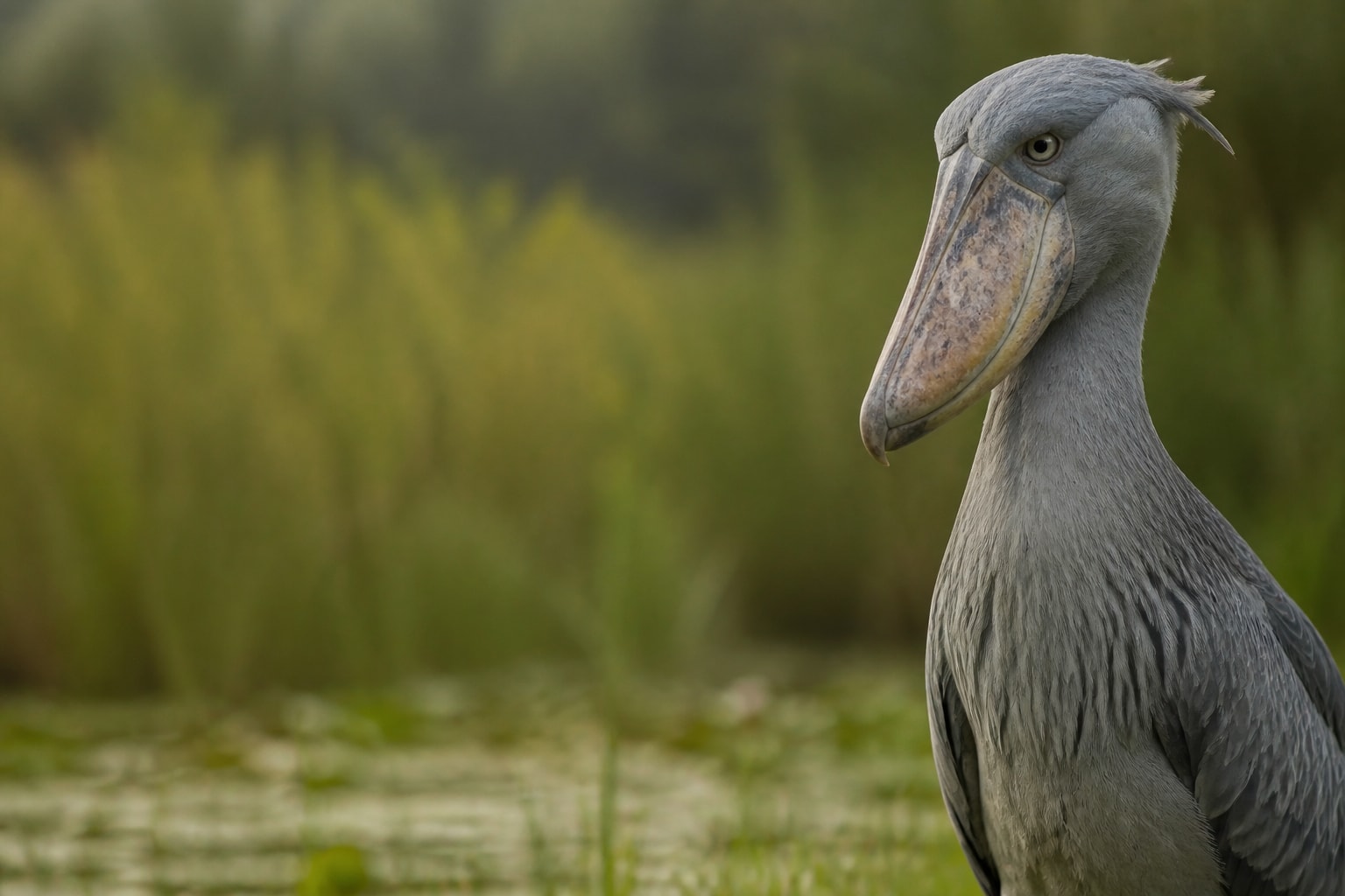 Shoebill (Balaeniceps rex) in the wild — Catch'Um species field guide