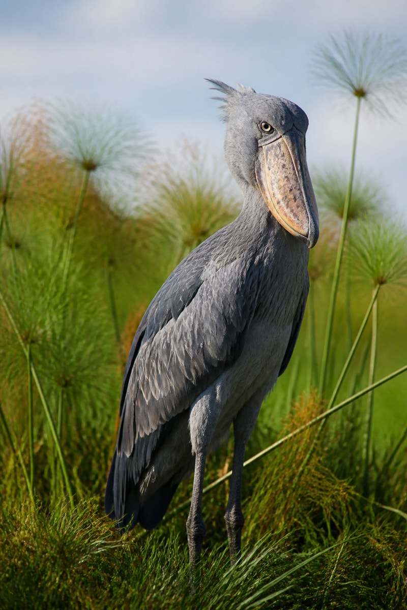 Shoebill (Balaeniceps rex) wildlife photograph
