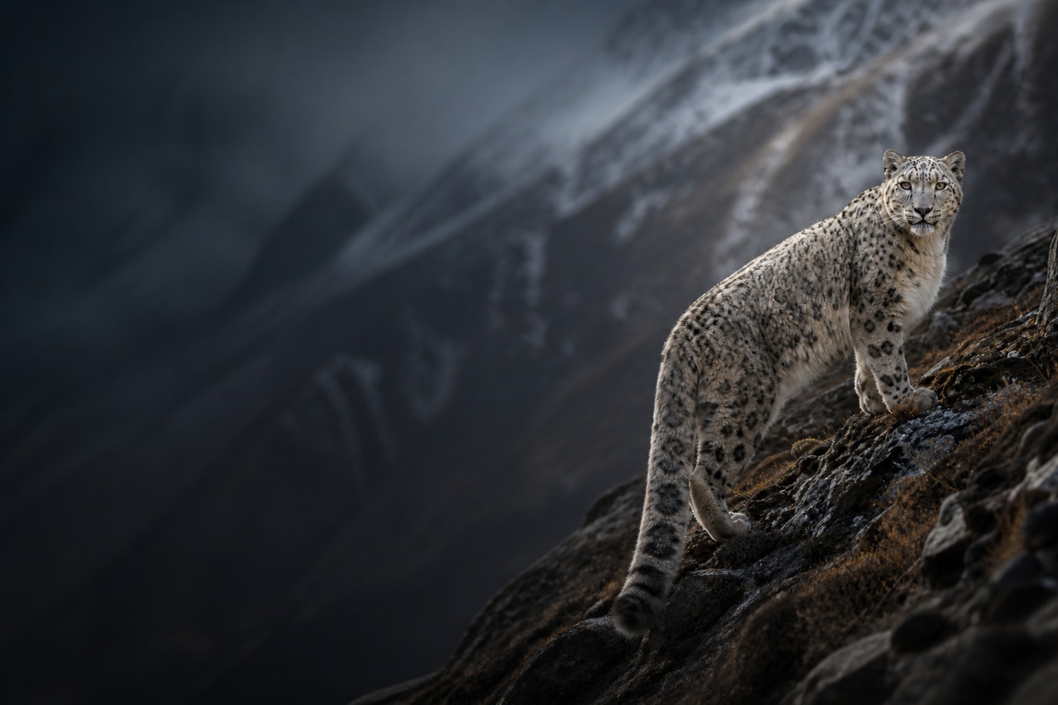 Snow Leopard (Panthera uncia) in the wild — Catch'Um species field guide