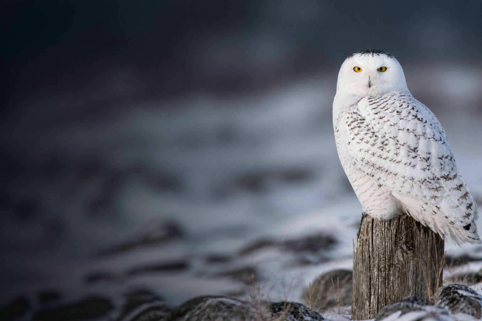 Snowy Owl (Bubo scandiacus) in the wild — Catch'Um species field guide