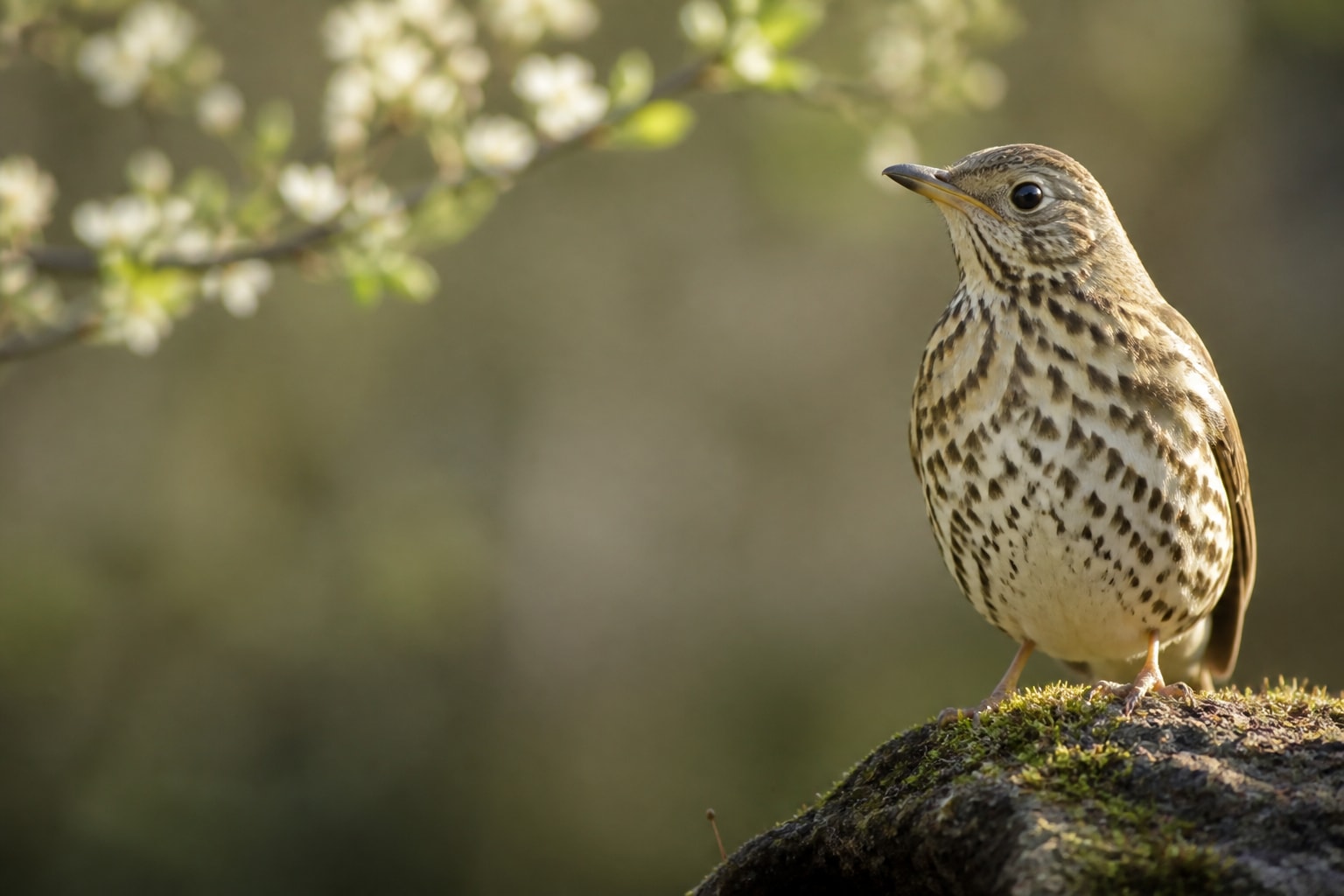 Song Thrush (Turdus philomelos) in the wild — Catch'Um species field guide