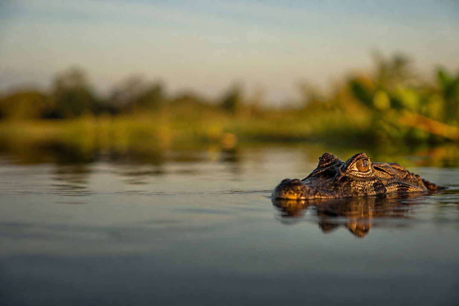 Spectacled Caiman (Caiman crocodilus) in the wild — Catch'Um species field guide