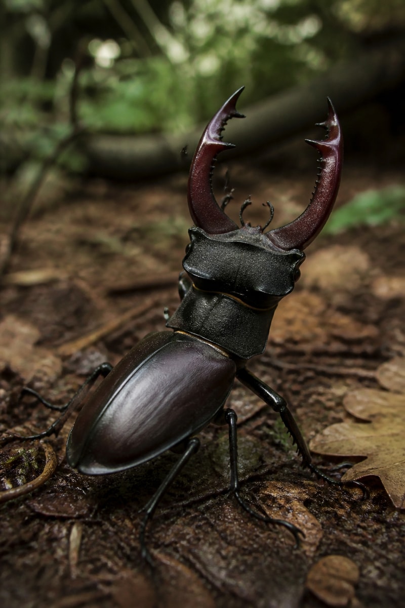Stag Beetle (Lucanus cervus) wildlife photograph