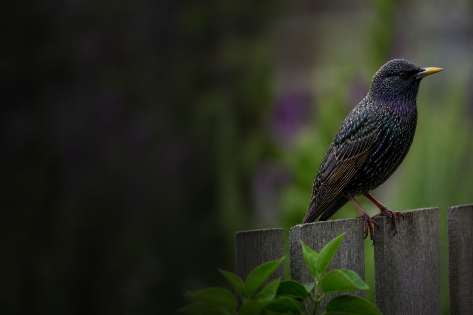 Starling (Sturnus vulgaris) in the wild — Catch'Um species field guide