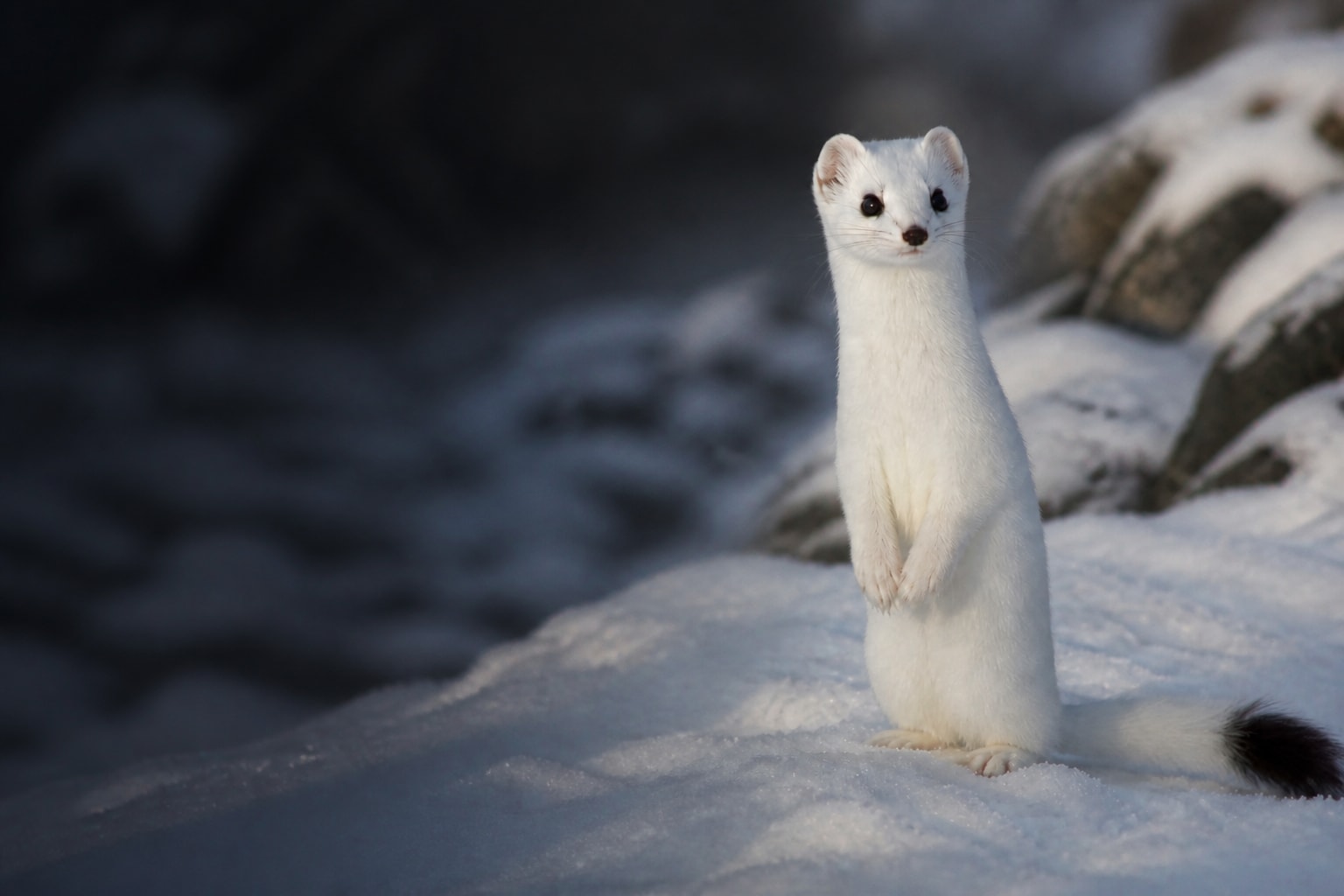 Stoat (Mustela erminea) in the wild — Catch'Um species field guide