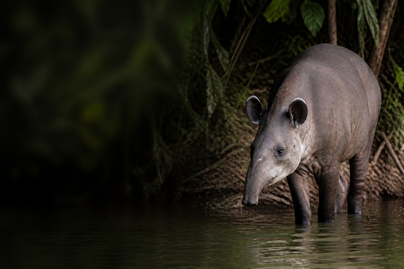 Tapir (Tapirus terrestris) in the wild — Catch'Um species field guide