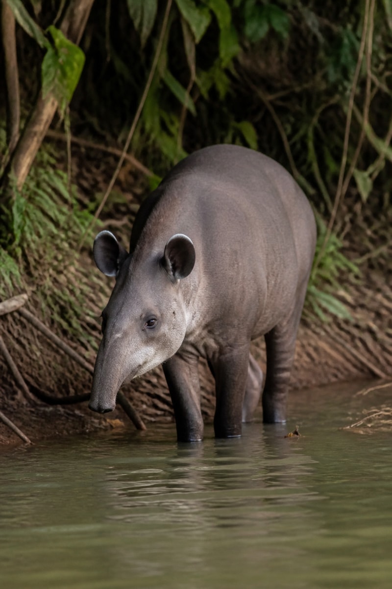 Tapir (Tapirus terrestris)