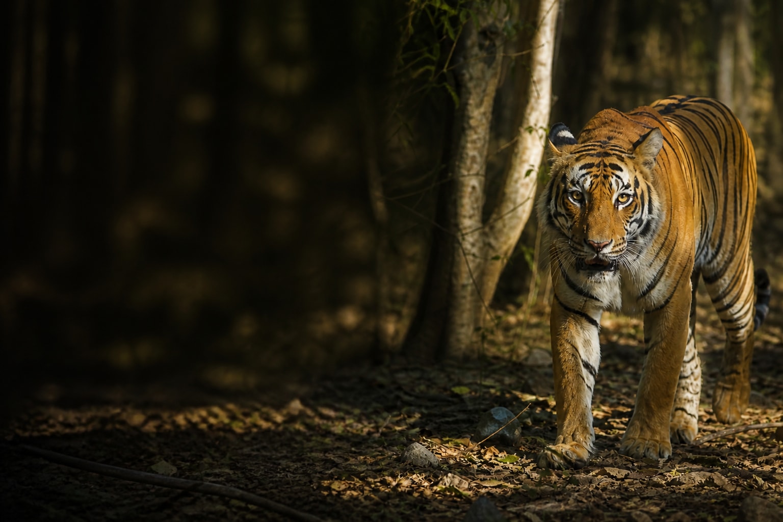 Tiger in India — Catch'Um destination guide
