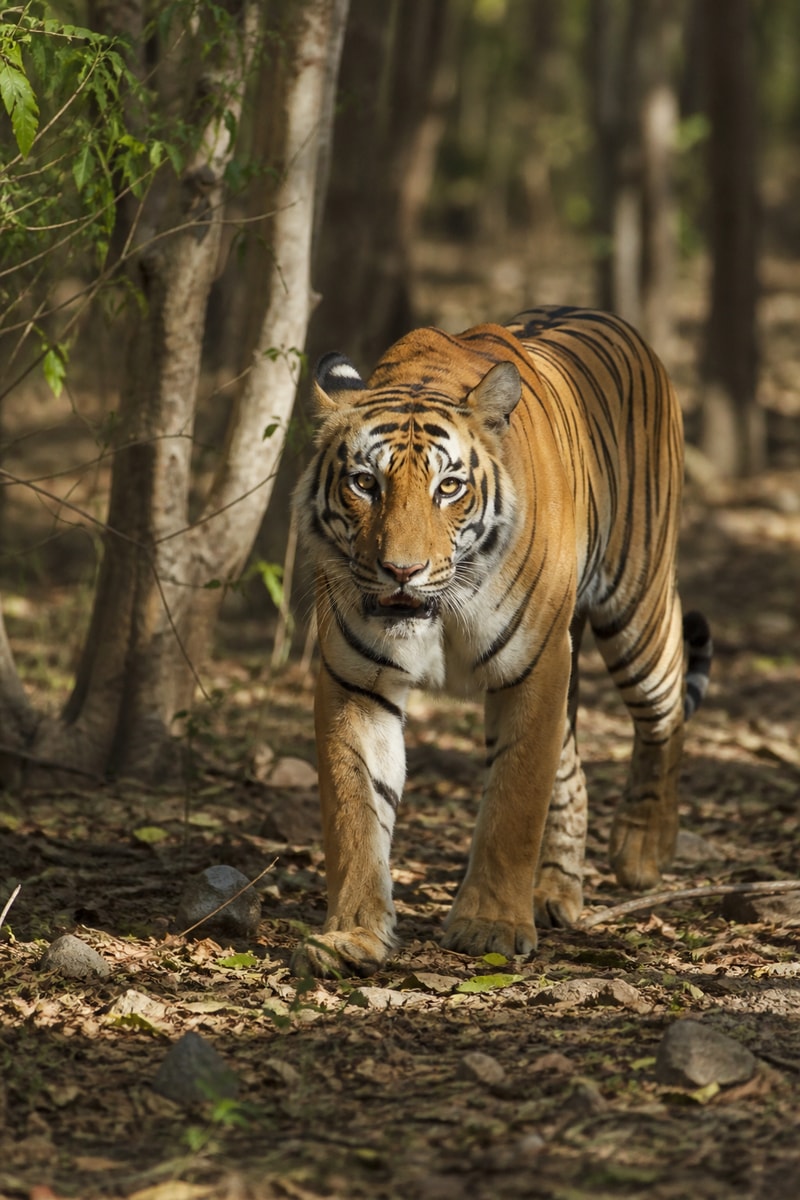 Tiger (Panthera tigris)