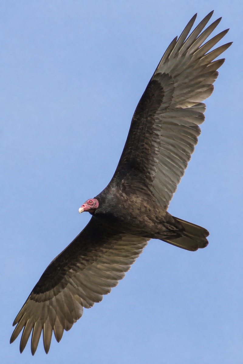 Turkey Vulture (Cathartes aura)