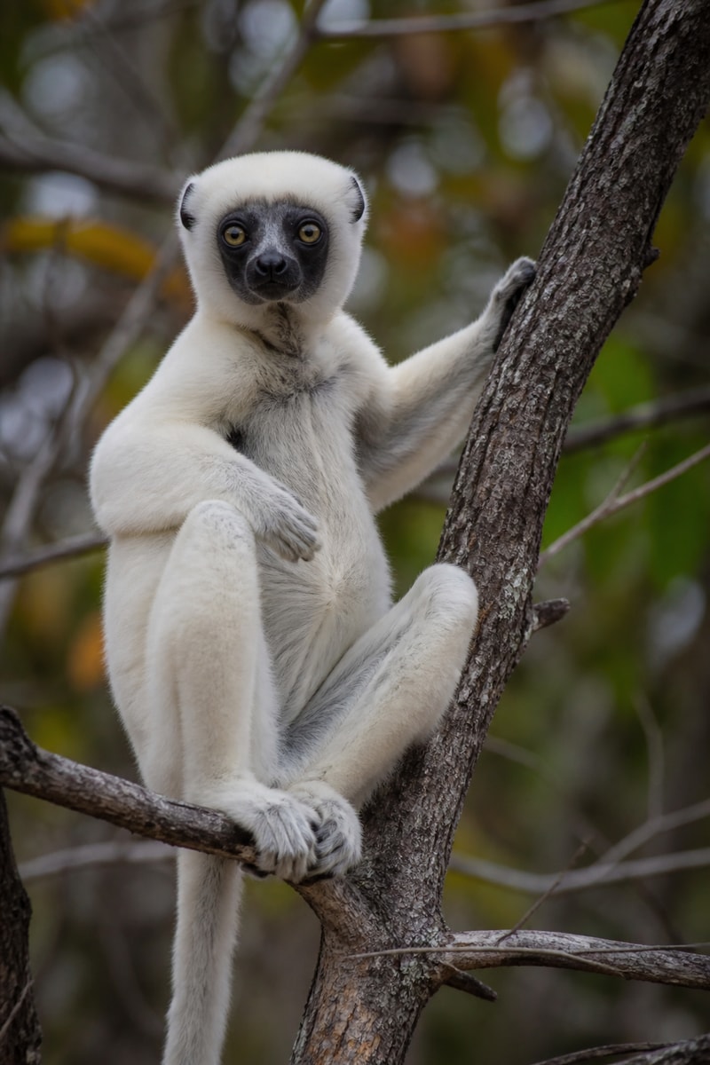 Verreaux's Sifaka (Propithecus verreauxi)