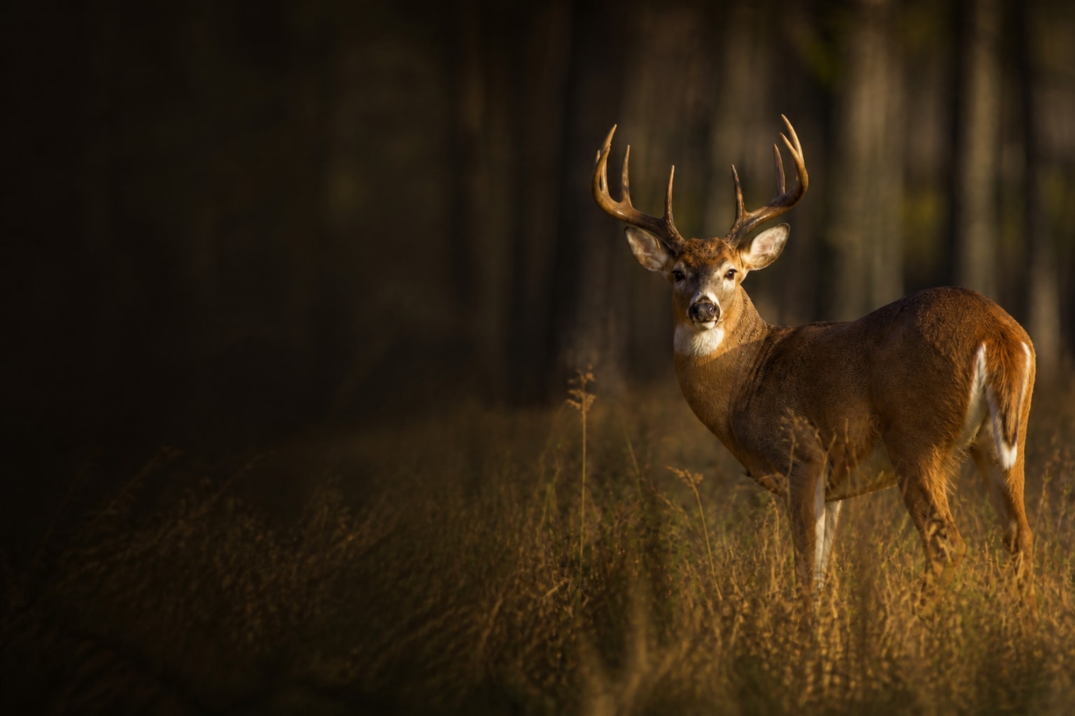 White-tailed Deer (Odocoileus virginianus) in the wild — Catch'Um species field guide