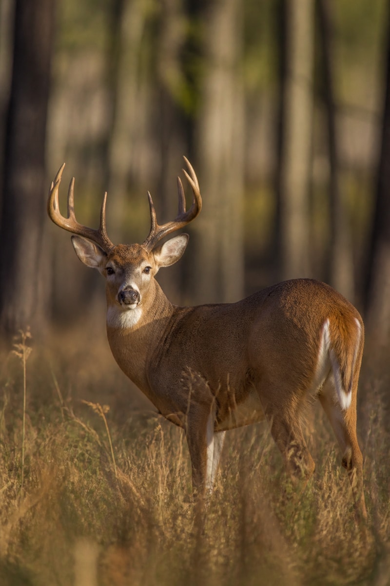 White-tailed Deer (Odocoileus virginianus)