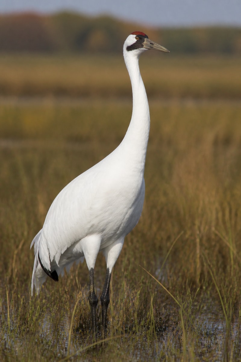 Whooping Crane (Grus americana)