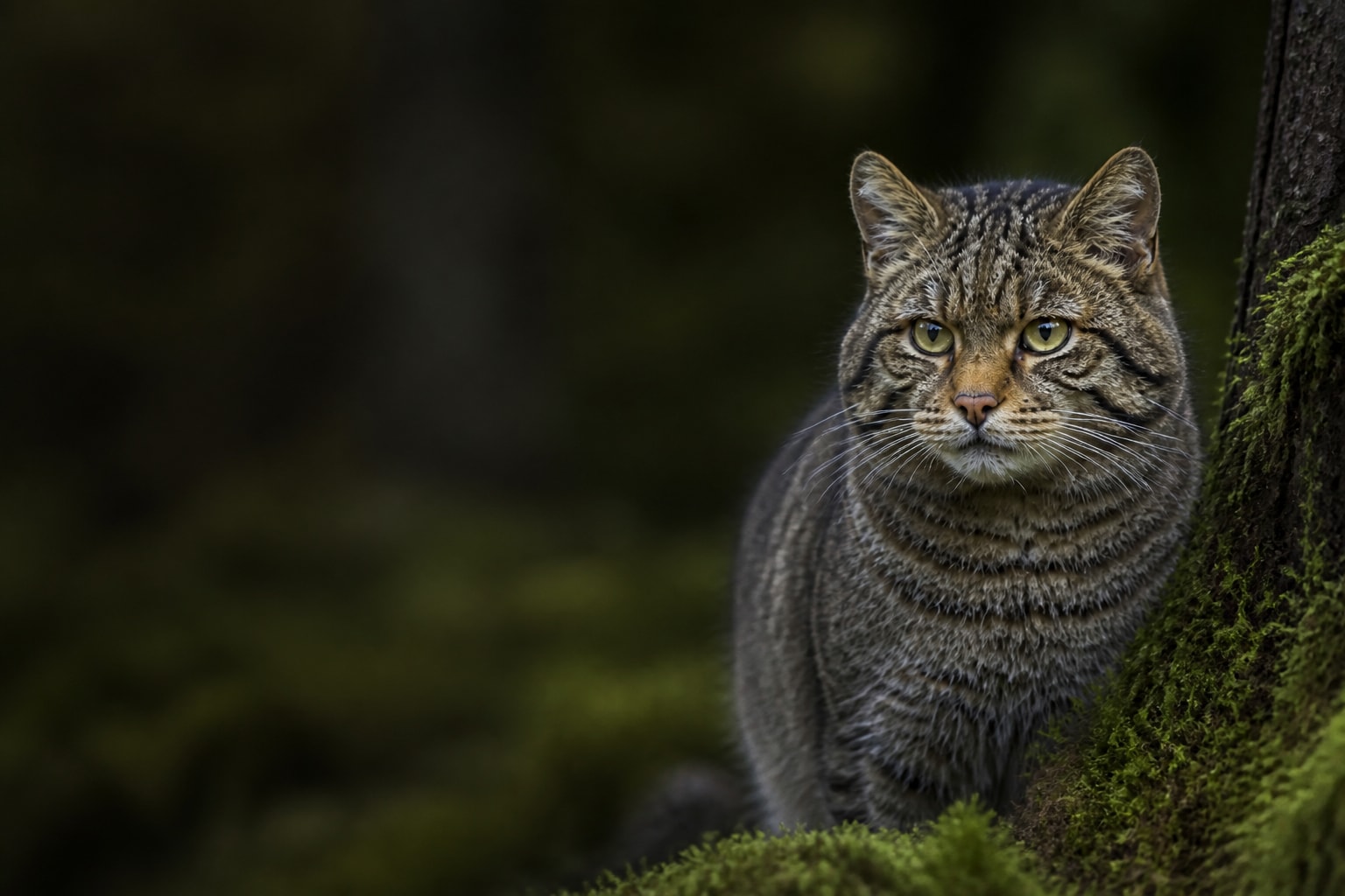 Wildcat (Felis silvestris) in the wild — Catch'Um species field guide