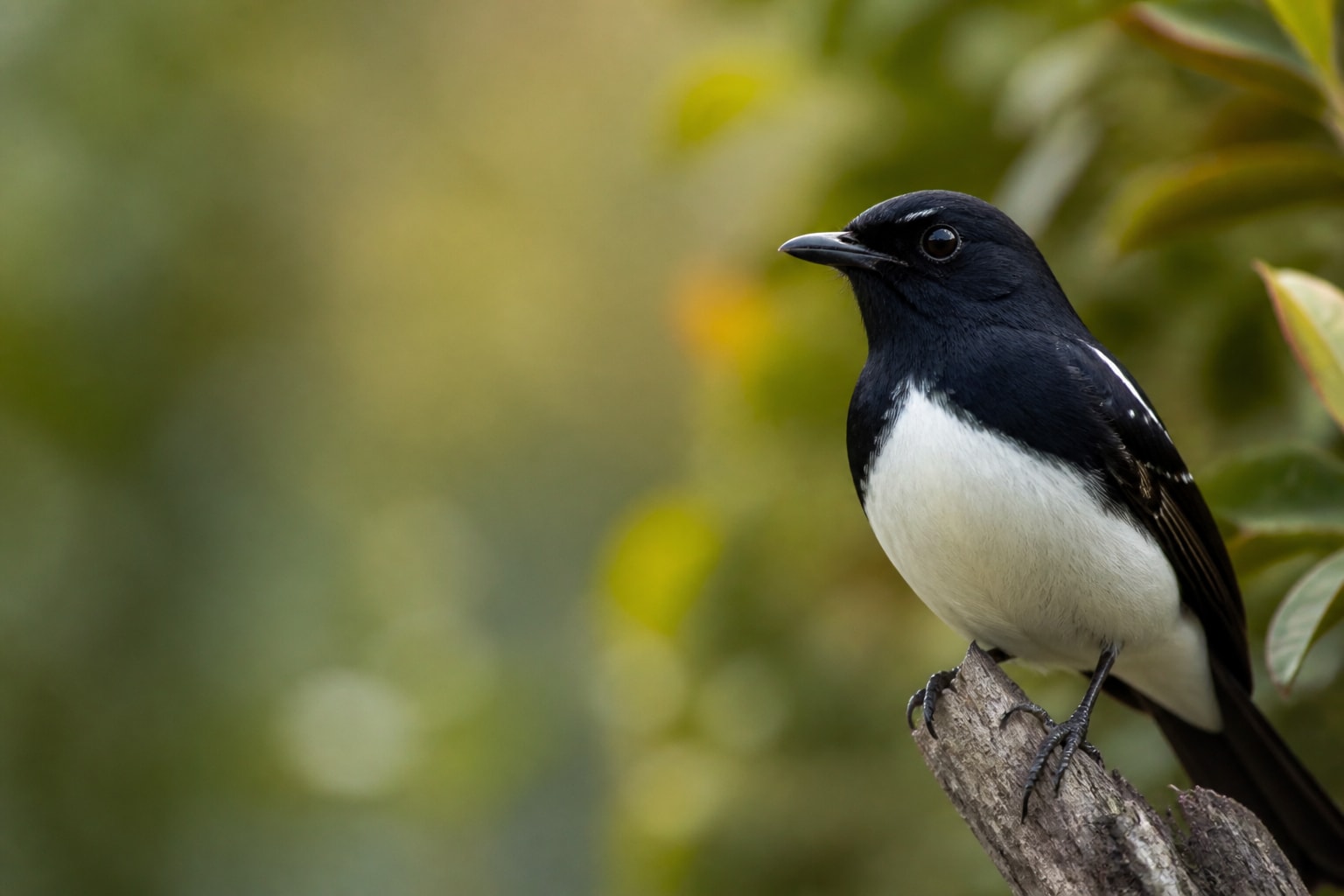Willie Wagtail (Rhipidura leucophrys) in the wild — Catch'Um species field guide