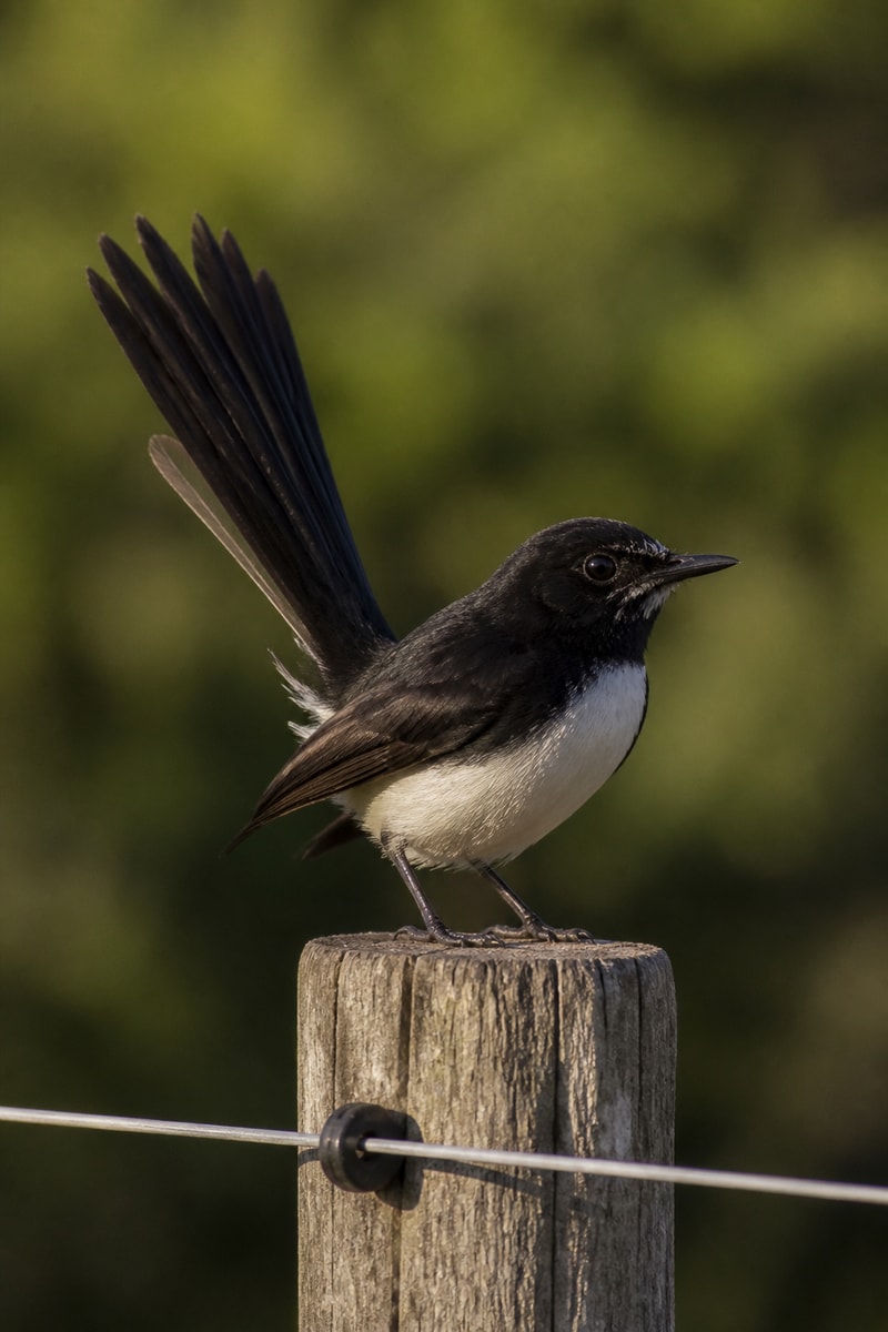 Willie Wagtail (Rhipidura leucophrys) wildlife photograph
