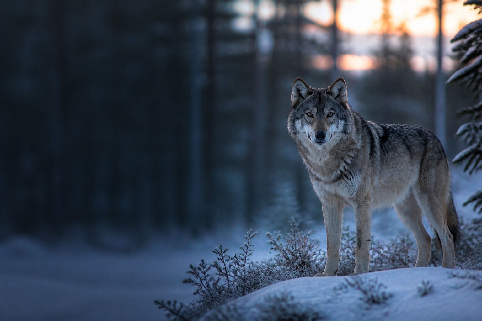 Wolf (Canis lupus) in the wild — Catch'Um species field guide