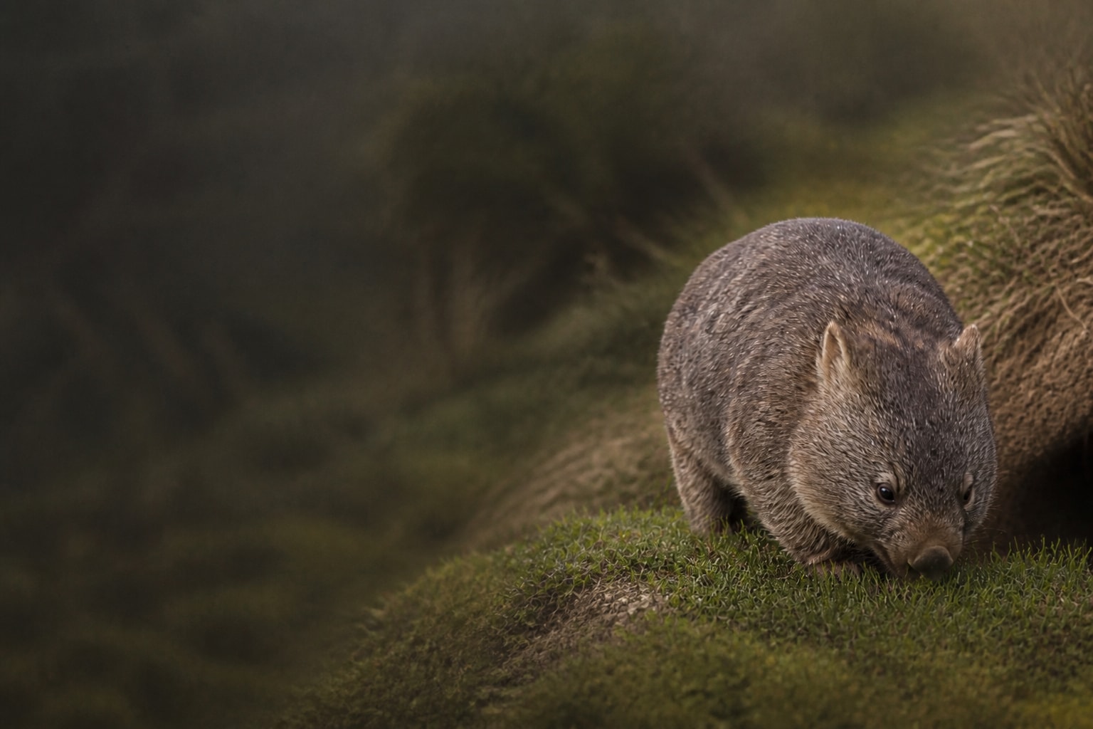 Wombat (Vombatus ursinus) in the wild — Catch'Um species field guide