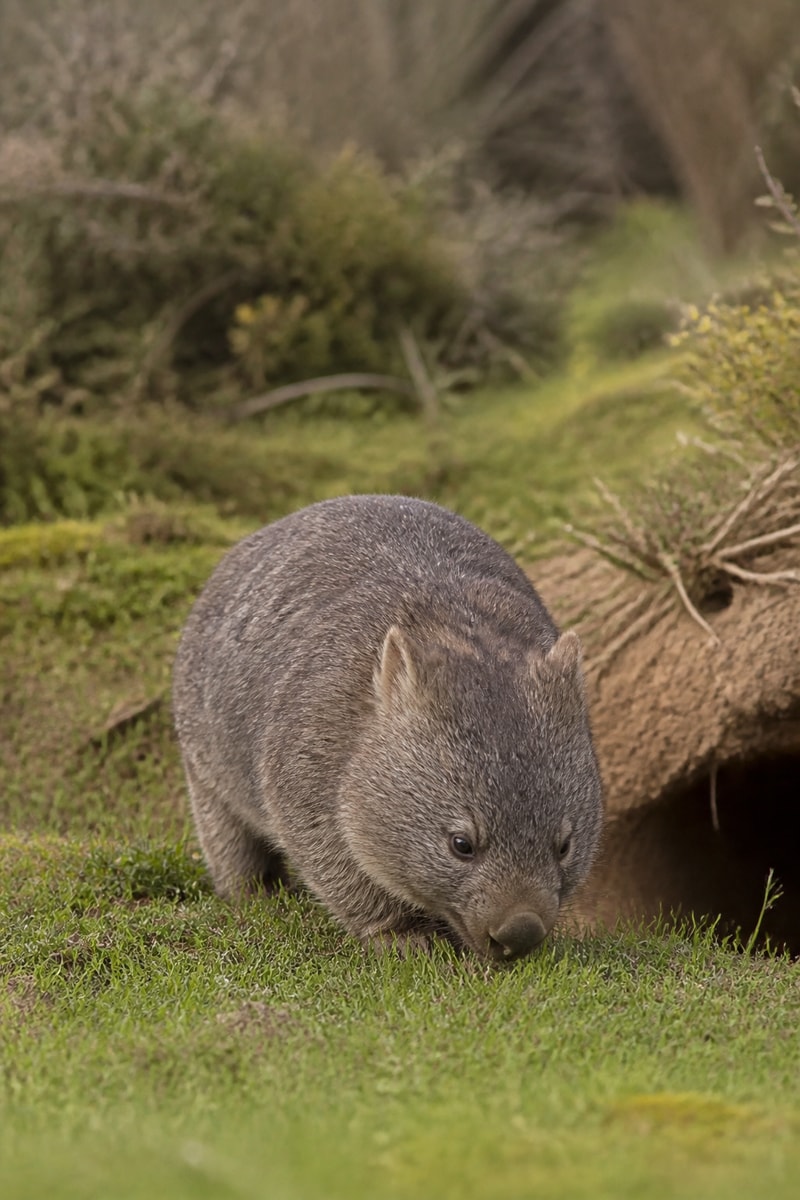 Wombat (Vombatus ursinus)