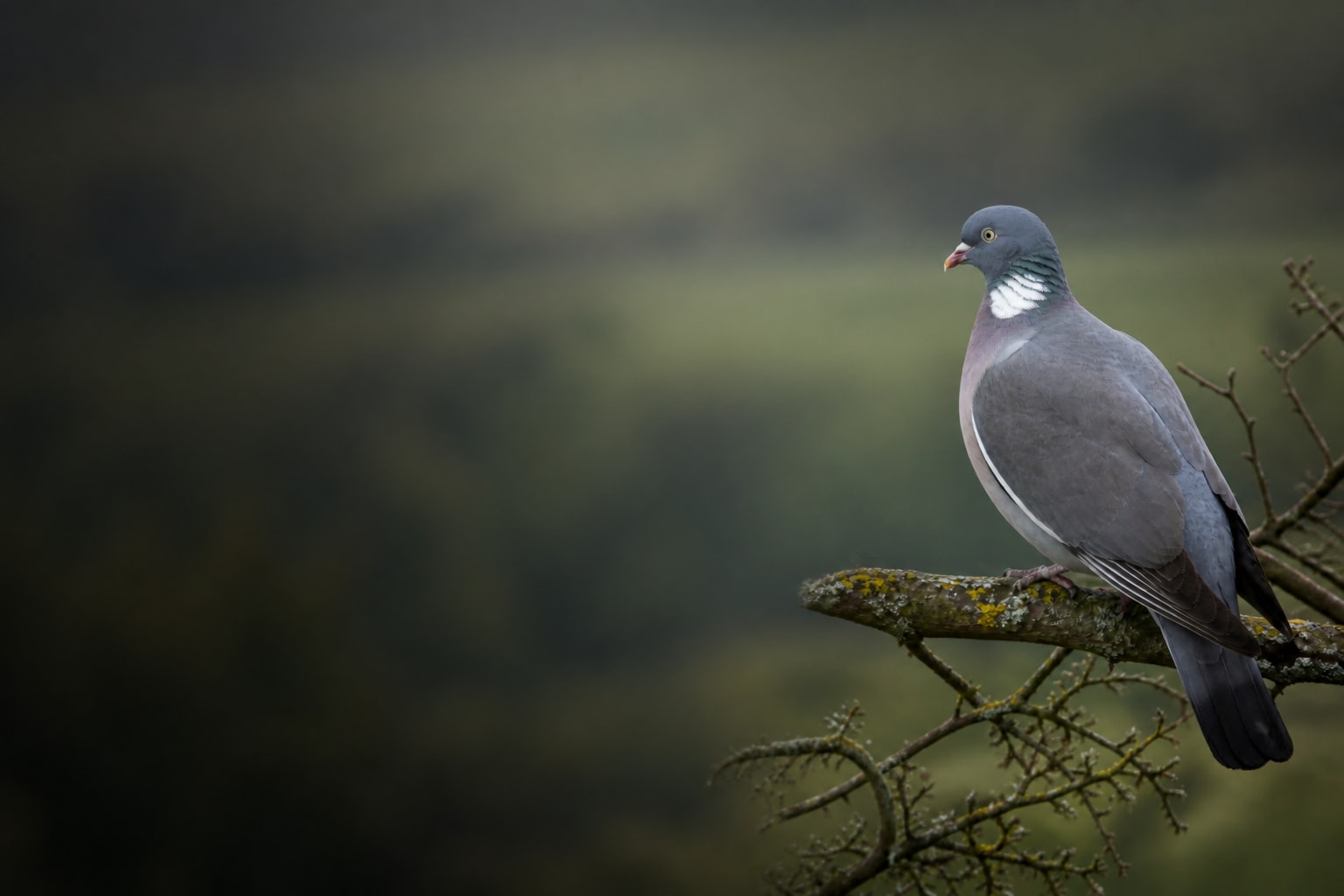 Wood Pigeon (Columba palumbus) in the wild — Catch'Um species field guide