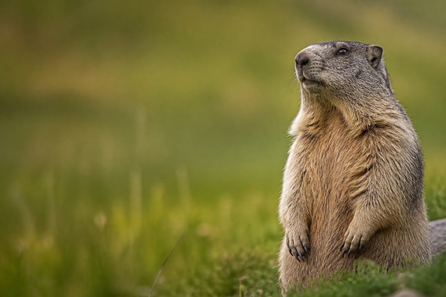 Woodchuck (Marmota monax) in the wild — Catch'Um species field guide