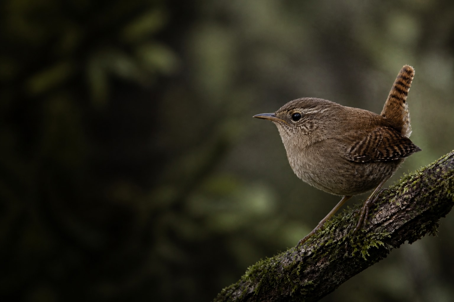 Wren (Troglodytes troglodytes) in the wild — Catch'Um species field guide